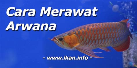 Arwana Ikan: Panduan Komprehensif untuk Mempelihara Ikan Raksasa yang Menakjubkan Ini