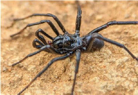 As Incríveis Aranhas-de-Alçapão: Donas de Uma Arquitetura Intrincada e Comportamentos Fascinantes