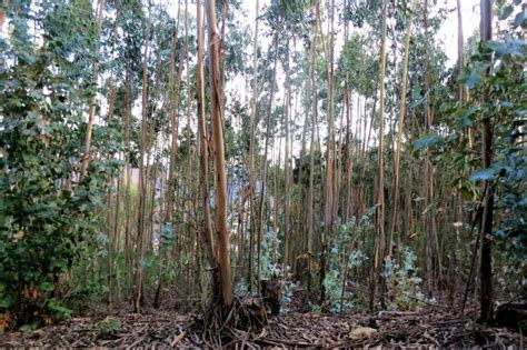 As Reservas da Floresta: Um Investimento Vital para o Futuro do Nosso Planeta