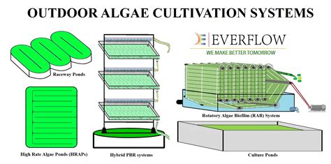 Ashbova: A Revolutionary Advance in Algae Cultivation Technology