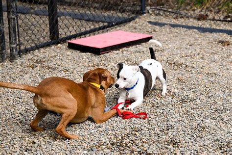 Asheville Humane Society: Your Guide to Pet Adoption in Asheville, NC