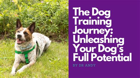 Ashley Cushman's Revolutionary Dog Training Techniques: Unleashing Canine Potential