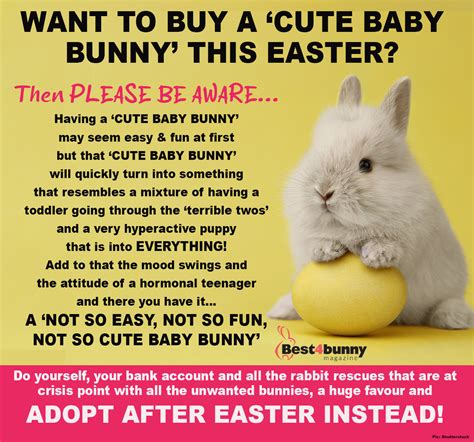 Asian Bunny of: The Ultimate Guide to Cutest & Exotic Pets