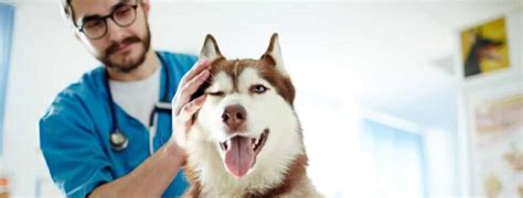 Ask a Vet Online: Get Expert Veterinary Advice from the Comfort of Your Home