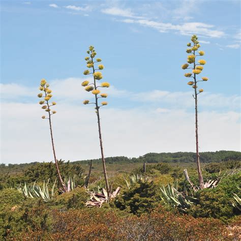 Asparagaceae