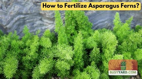 Asparagus Fertilizing: A Comprehensive Guide