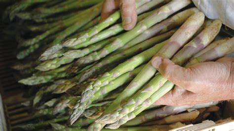 Asparagus Fertilizing: A Comprehensive Guide to Boost Your Harvest