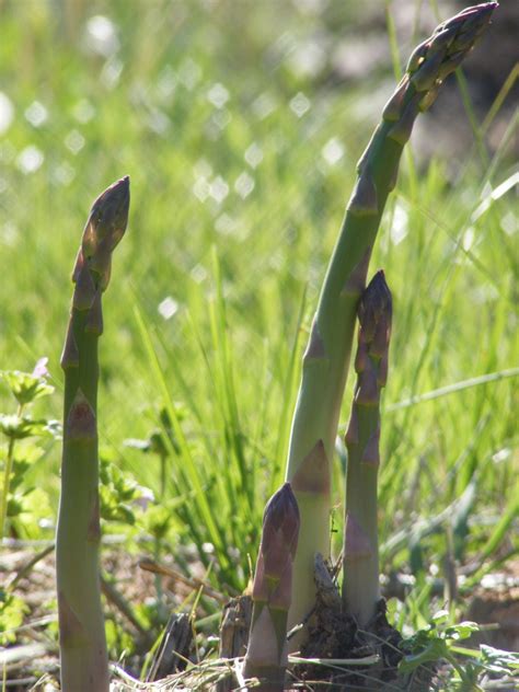 Asparagus Fertilizing: A Guide to Supercharging Your Spears in 10,000+ Words