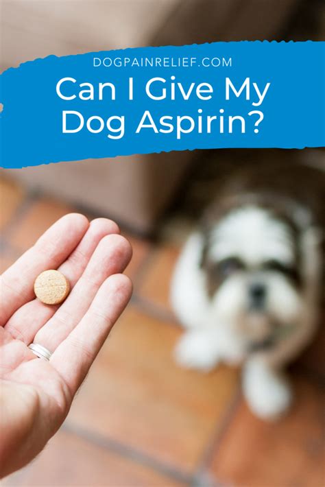 Aspirin for Dogs: Everything You Need to Know