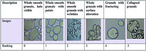 Assess Granule Characteristics: