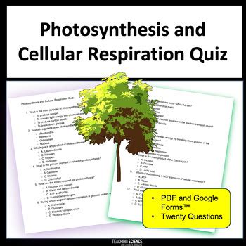 Assessment Quiz Photosynthesis And Cellular Respiration Answers PDF