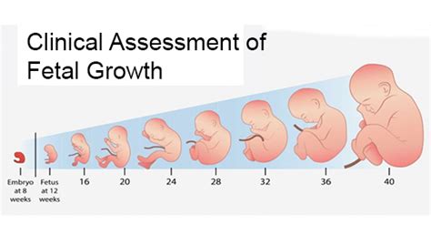 Assessment of Fetal Growth: