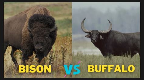 Assuming that all bison are the same.