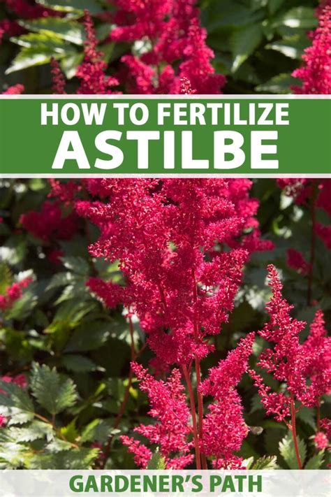 Astilbe Fertilizer: 10,000+ Words to Guide Your Garden's Astilbe Care