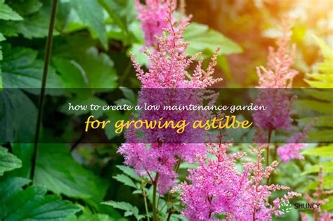 Astilbe Fertilizer: The Ultimate Guide to Healthy and Thriving Blooms