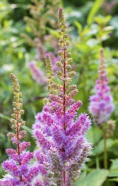 Astilbe Fertilizer: Unlock the 4-9-3 Formula for Thriving Blooms