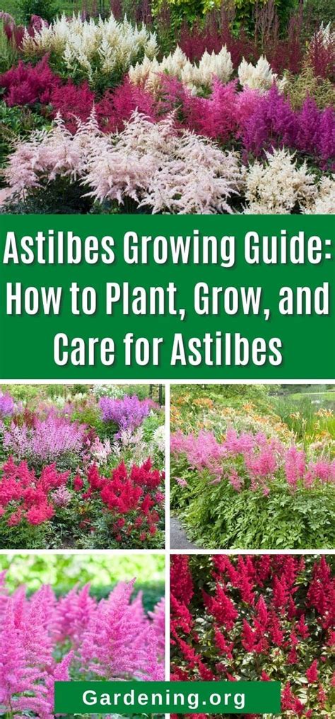 Astilbe Fertilizer 101: A Comprehensive Guide for Thriving Astilbes