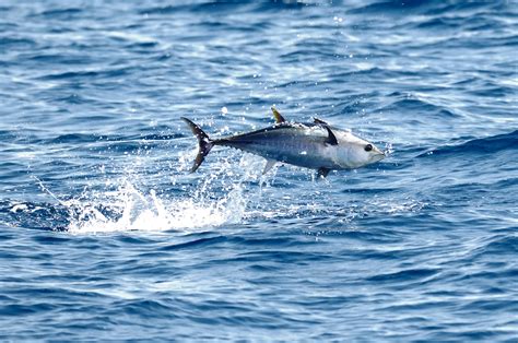 Atlantische Blauwvintonijn: Een Gids voor een Duurzame Bewaring