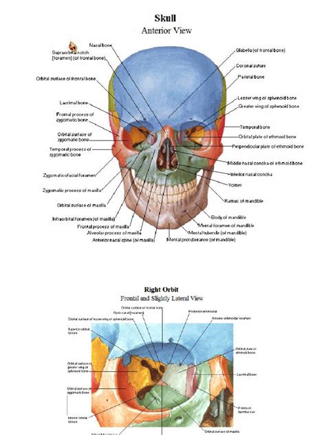 Atlas Anatomie Humaine Netter Pdf PDF