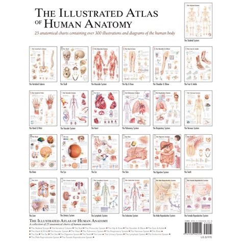 Atlas Of Human Anatomy Just For Kids PDF