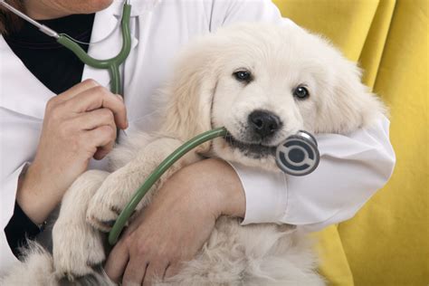 Atlas Vet H St: Redefining Veterinary Care Through Technology