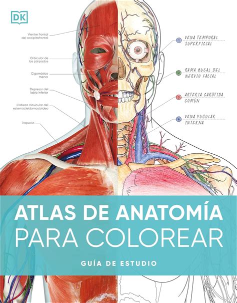 Atlas de anatomia humana Atlas of Human Anatomy Spanish Edition Epub