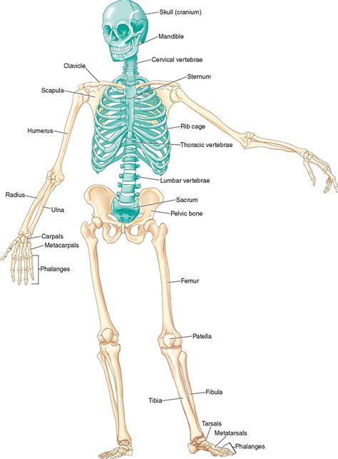 Atlas of the Human Skeleton Reader