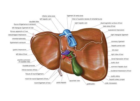 Atlas of the Liver Kindle Editon