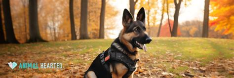 Attack Dog Suit: The Ultimate Guide to Protecting Your K9 Partner