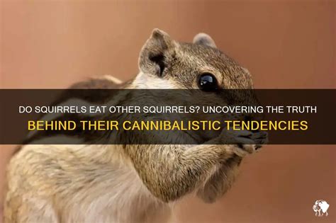 Attention Spans of Squirrels: Uncovering the Truth