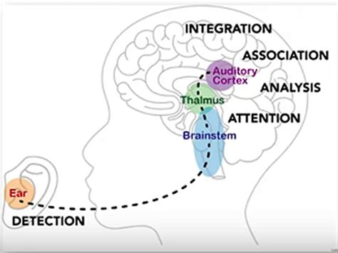 Auditory Processing Disorder & Autism: Unlocking the Secrets of Sensory Integration