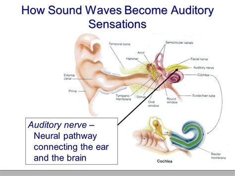 Auditory Sensations: