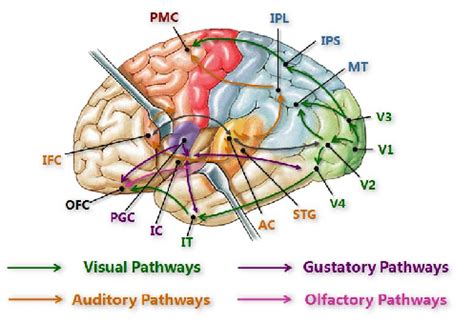 Auditory and Visual Sensations PDF