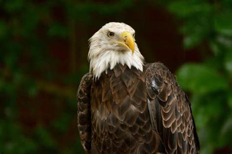 Audubon Center for Birds of Prey: 3 Ways to Get Up Close with Nature!