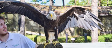 Audubon Center for Birds of Prey: Florida's Haven for Captivating Raptors