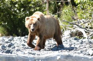 August Mating Fever Bears of Kodiak Book 2 Reader