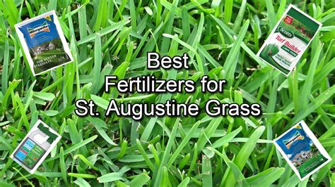 Augustine Grass Fertilizer: 10 Proven Tips for a Lush, Green Lawn