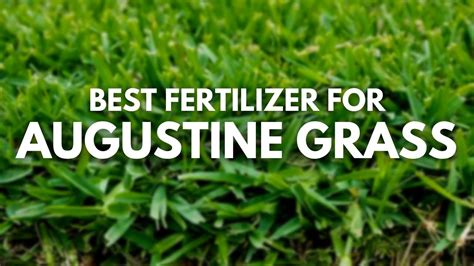 Augustine Grass Fertilizer: A Comprehensive Guide to Enhanced Growth and Resilience