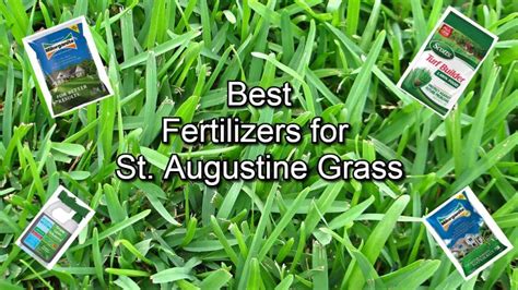 Augustine Grass Fertilizer: Elevate Your Lawn with 5 Essential Nutrients