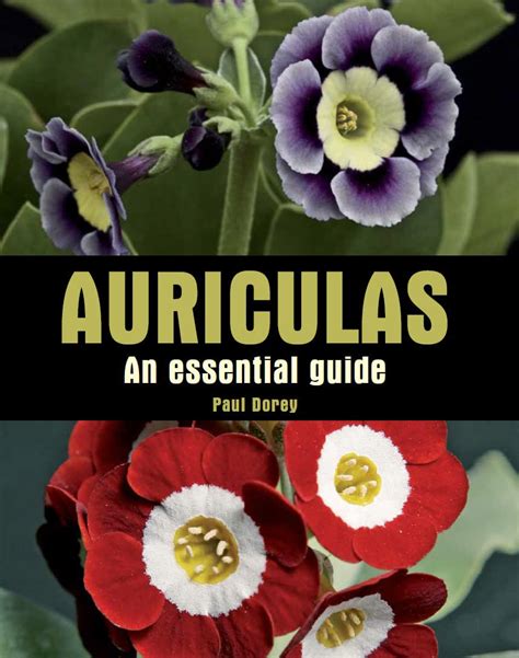 Auriculas An Essential Guide Kindle Editon