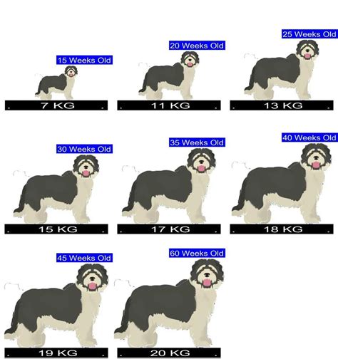 Aussiedoodle Size Chart