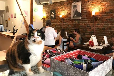 Austin, Texas: A Cat-Lovers' Paradise with 4 Purr-fect Cafes