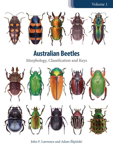 Australian Beetles Morphology PDF