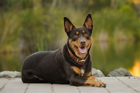 Australian Kelpie puppy