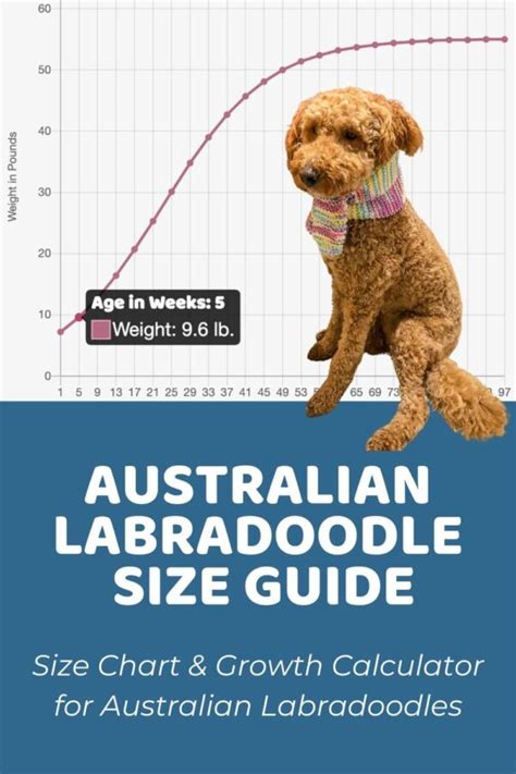 Australian Labradoodle Growth Chart