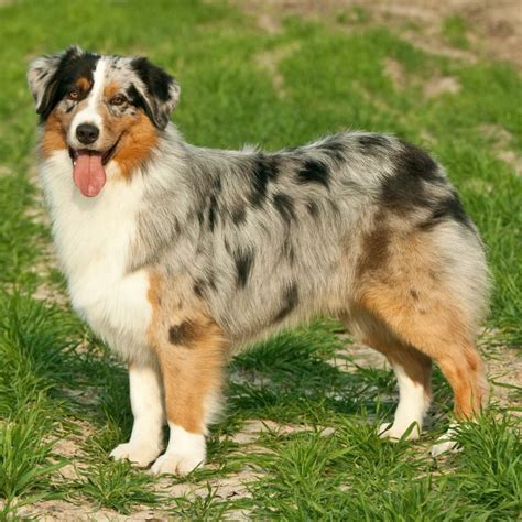 Australian Shepherd Kindle Editon