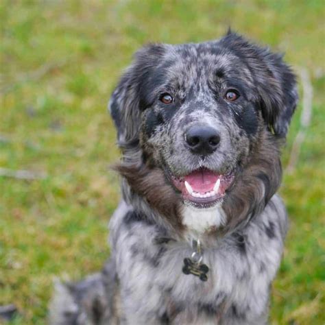 Australian Shepherd Black Lab Mix: The Perfect Family Companion