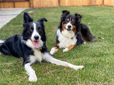 Australian Shepherd Border Collie: The Ultimate Guide to Your Smart and Energetic Companion