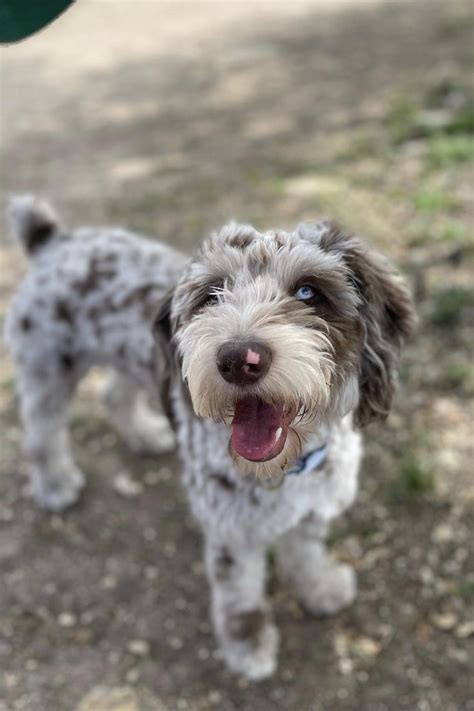 Australian Shepherd Lab Mix: The Ultimate Guide to the Aussiedoodle