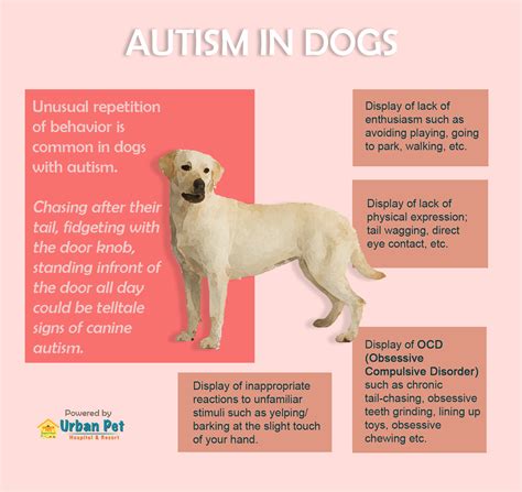 Autism in Dogs: A Primer